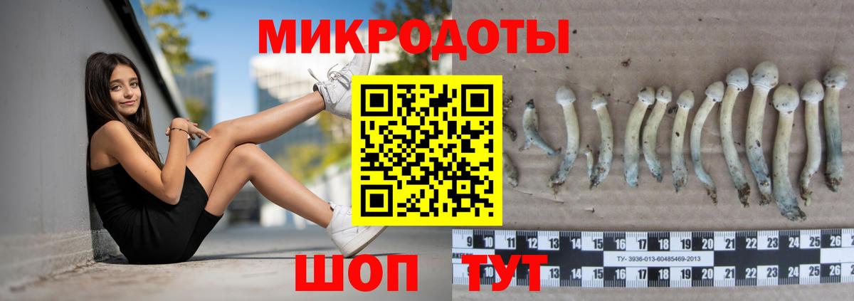 Галлюциногенные грибы Psilocybine cubensis Можайск